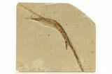 Plate of Fossil Pipefish (Syngnathus & Hipposyngnathus) #275041-1